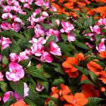 Trybeta Impatiens Sale